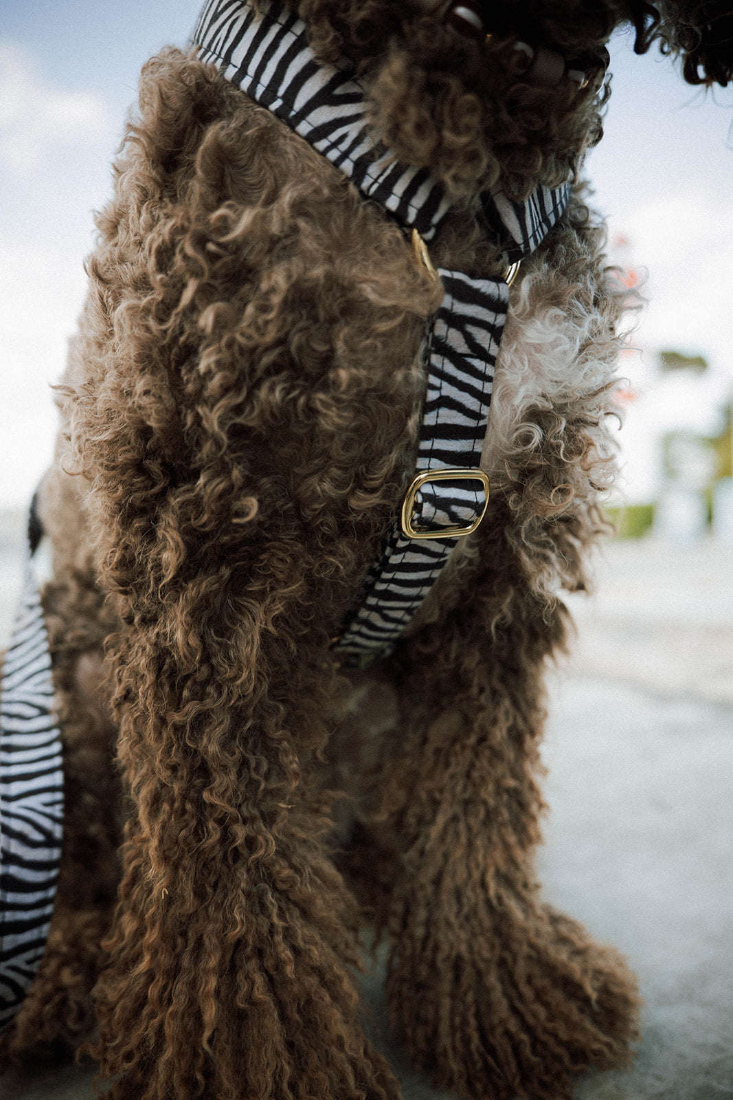Harnais Zebra - Archila x Handmade Club